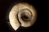Dorsoplanites primus - Tithonien - Wimereux, Pas de Calais - FRANCE