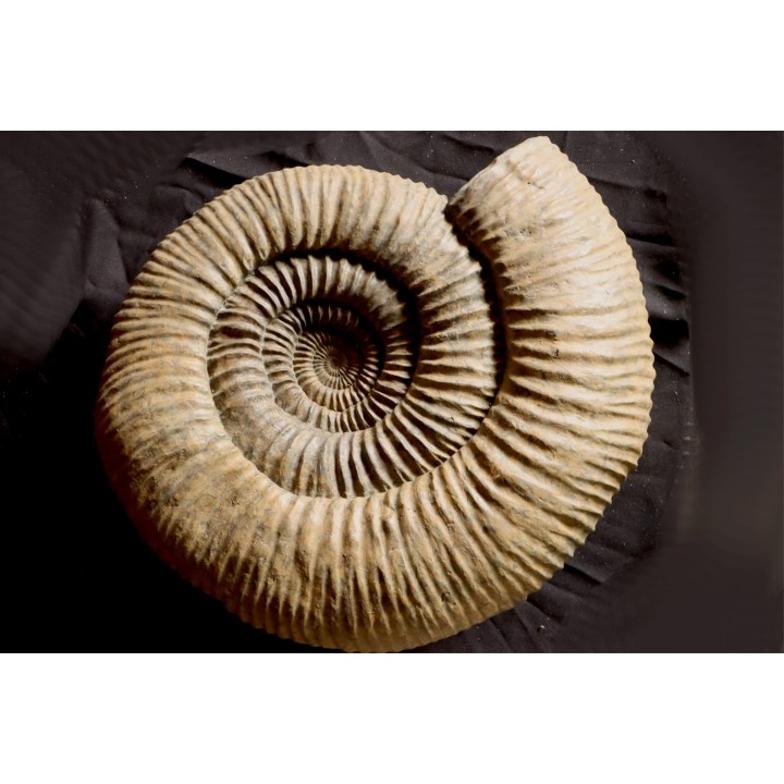 Dorsoplanites primus -  Tithonien - Wimereux, Pas de Calais - FRANCE