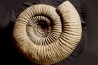 Dorsoplanites primus - Tithonien - Wimereux, Pas de Calais - FRANCE