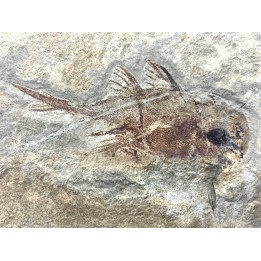 CHIMERA:  Echinochimaera meltoni - Mississippian - Heath Fmt - Bear Gulch Member - Fergus County, Montana, USA