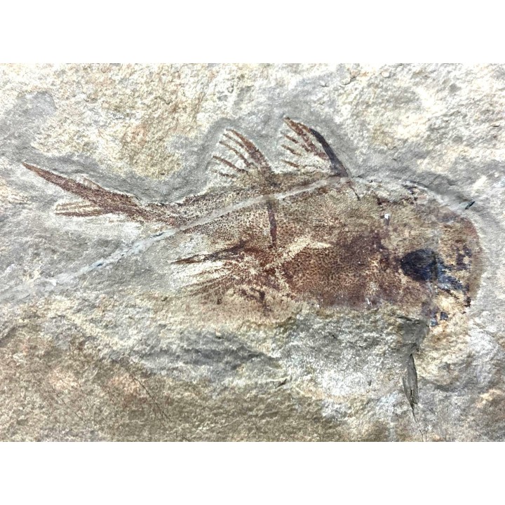 CHIMERE:  Echinochimaera meltoni - Mississippian - Heath Fmt - Bear Gulch Member - Fergus County, Montana, USA