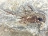 CHIMERE:  Echinochimaera meltoni - Mississippian - Heath Fmt - Bear Gulch Member - Fergus County, Montana, USA