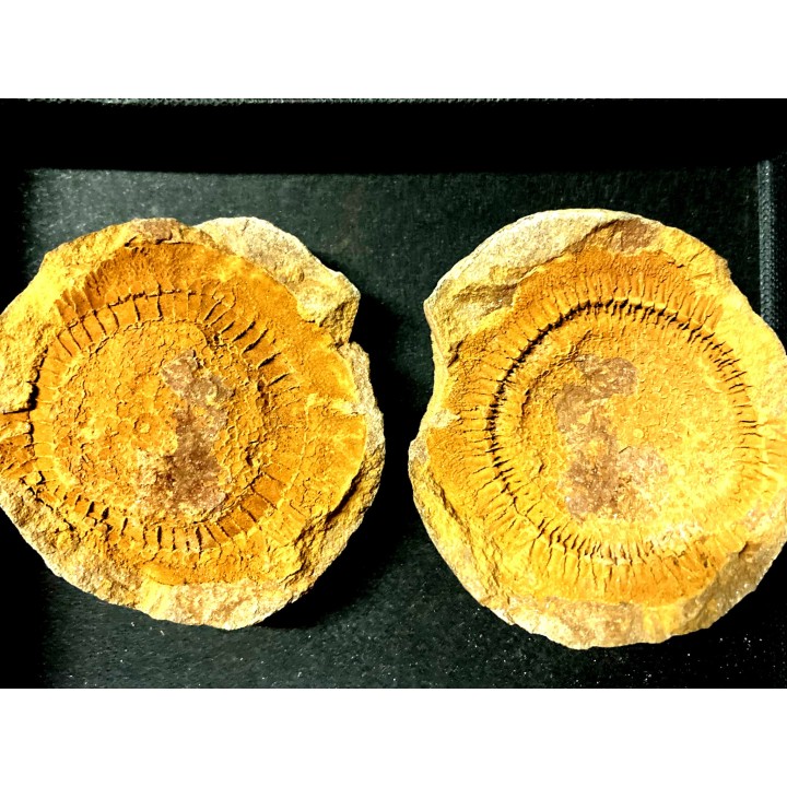 Moroccodiscus smithi - Darriwilian - Ordovician  Taddrist formation  Oued Tinzmite, Battou, Morocco