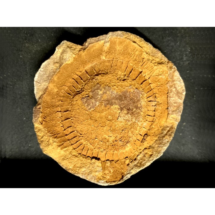 Moroccodiscus smithi - Darriwilian - Ordovician  Taddrist formation  Oued Tinzmite, Battou, Morocco