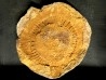 Moroccodiscus smithi - Darriwilien - Ordovicien Taddrist formation Oued Tinzmite, Battou, Maroc