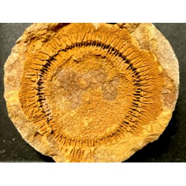 Moroccodiscus smithi - Darriwilian - Ordovician  Taddrist formation  Oued Tinzmite, Battou, Morocco