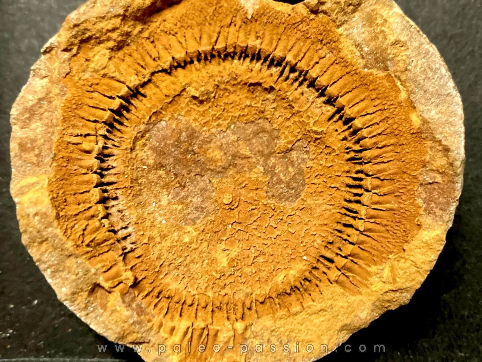 Moroccodiscus smithi - Darriwilien - Ordovicien Taddrist formation Oued Tinzmite, Battou, Maroc
