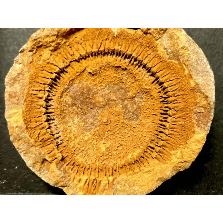 Moroccodiscus smithi - Darriwilian - Ordovician  Taddrist formation  Oued Tinzmite, Battou, Morocco