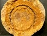Moroccodiscus smithi - Darriwilien - Ordovicien Taddrist formation Oued Tinzmite, Battou, Maroc