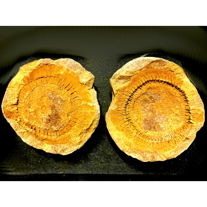 Moroccodiscus smithi - Darriwilien - Ordovicien  Taddrist formation  Oued Tinzmite, Battou, Maroc