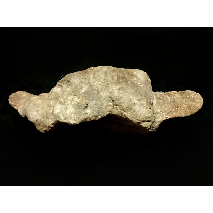 Vertebre de dinosaure  Apatosaure  Morrison Formation  Jurassique supérieur  Montana USA