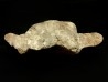 Vertebre de dinosaure  Apatosaure  Morrison Formation  Jurassique supérieur  Montana USA