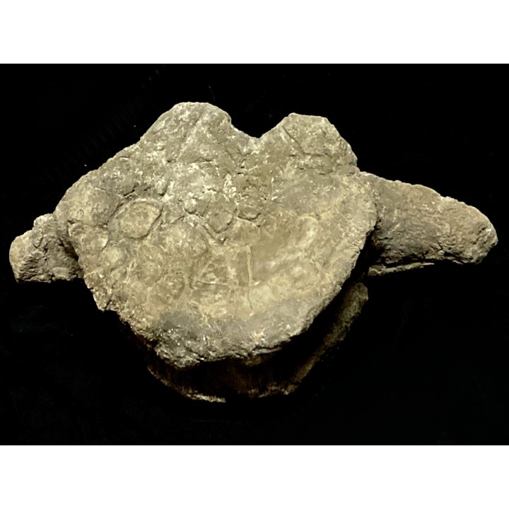 dinosaure vertebra  Apatosaure  Morrison Formation  Upper Jurassic  Montana USA