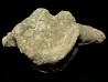 Vertebre de dinosaure  Apatosaure  Morrison Formation  Jurassique supérieur  Montana USA