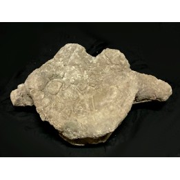 Vertebre de dinosaure  Apatosaure  Morrison Formation  Jurassique supérieur  Montana USA