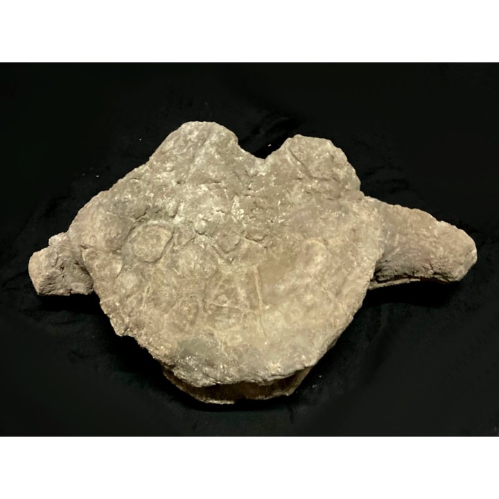dinosaure vertebra  Apatosaure  Morrison Formation  Upper Jurassic  Montana USA