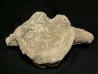 dinosaure vertebra  Apatosaure  Morrison Formation  Upper Jurassic  Montana USA