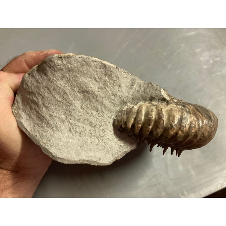 DOUVILLEICERAS MAMMILATUM