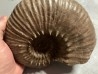DOUVILLEICERAS MAMMILATUM
