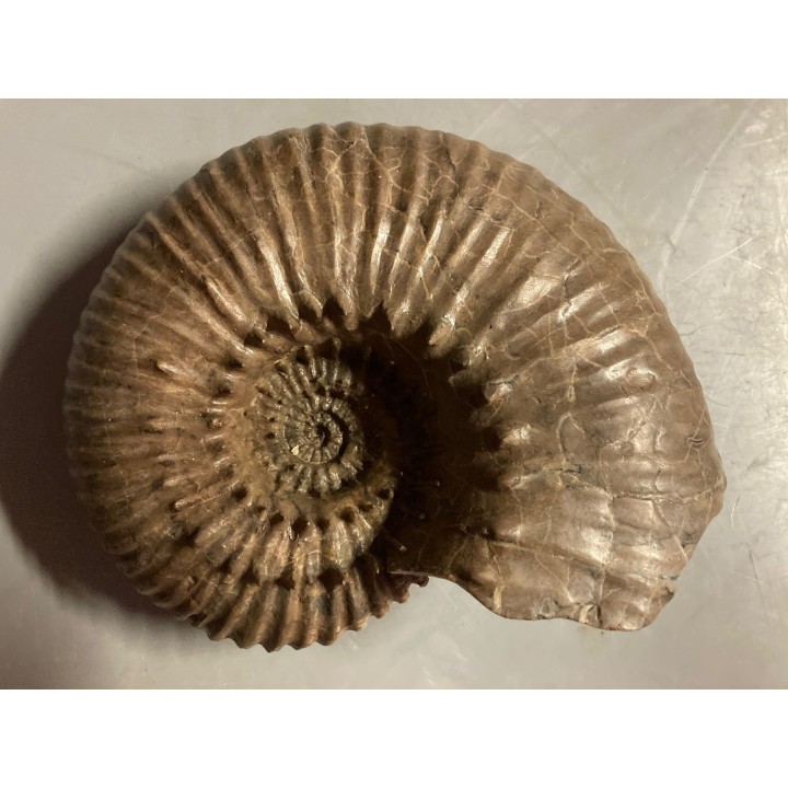 DOUVILLEICERAS MAMMILATUM