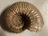 DOUVILLEICERAS MAMMILATUM