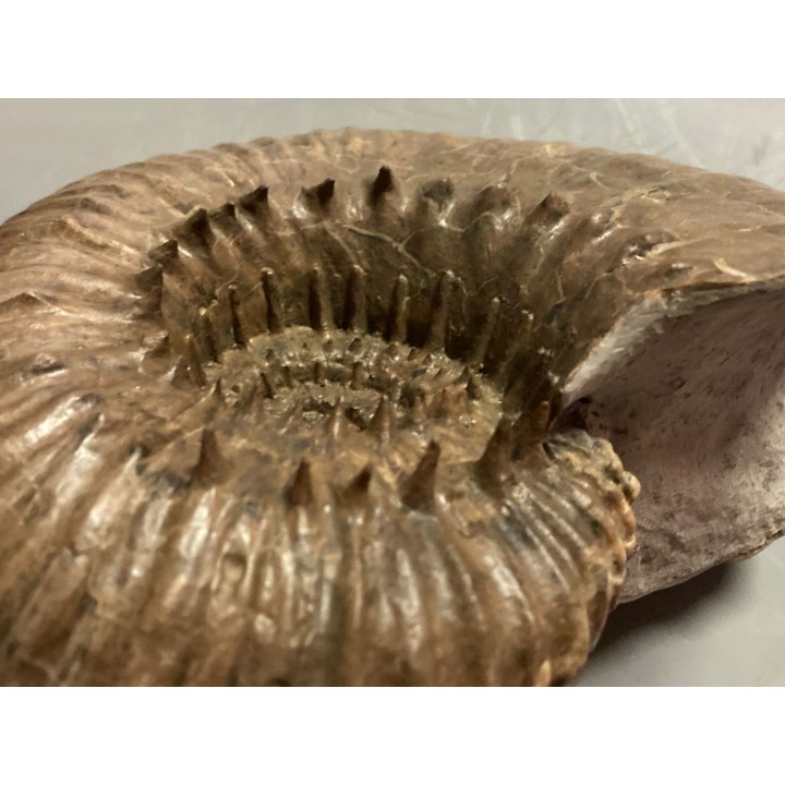 DOUVILLEICERAS MAMMILATUM