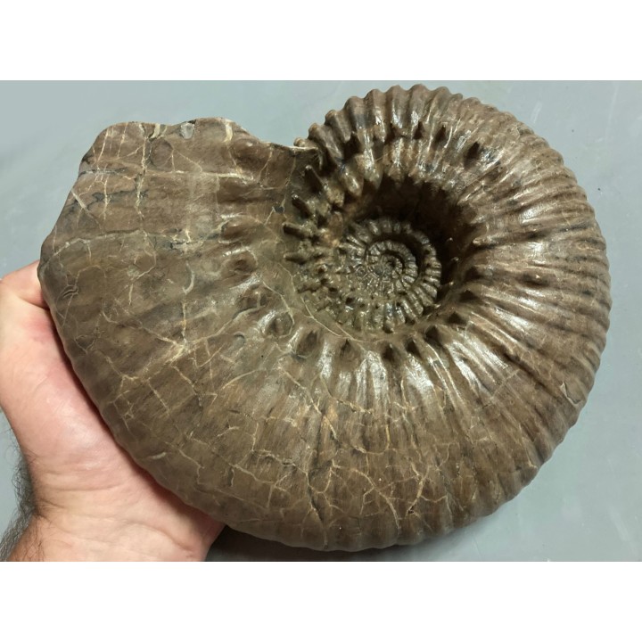 DOUVILLEICERAS MAMMILATUM - albien moyen - Carrière Courcelles, Villemoyenne - Aube - France