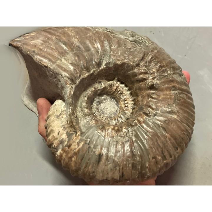 DOUVILLEICERAS MAMMILATUM