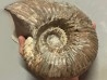 DOUVILLEICERAS MAMMILATUM
