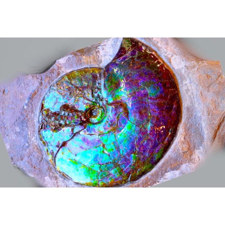 AMMOLITE : Placenticeras meeki - Alberta - CANADA
