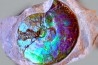 AMMOLITE : Placenticeras meeki - Alberta - CANADA
