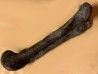 dinosaur  femur: TRICERATOPS HORRIDUS - Hell Creek  Fmt - upper cretaceous - Dawson County, Montana - USA