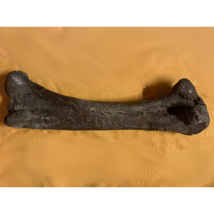 dinosaur  femur: TRICERATOPS HORRIDUS - Hell Creek  Fmt - upper cretaceous - Dawson County, Montana - USA