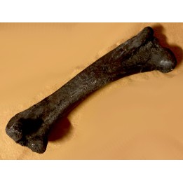 dinosaur  femur: TRICERATOPS HORRIDUS - Hell Creek  Fmt - upper cretaceous - Dawson County, Montana - USA