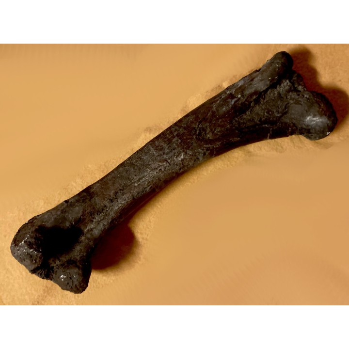 dinosaur  femur: TRICERATOPS HORRIDUS - Hell Creek  Fmt - upper cretaceous - Dawson County, Montana - USA