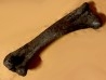 dinosaur  femur: TRICERATOPS HORRIDUS - Hell Creek  Fmt - upper cretaceous - Dawson County, Montana - USA
