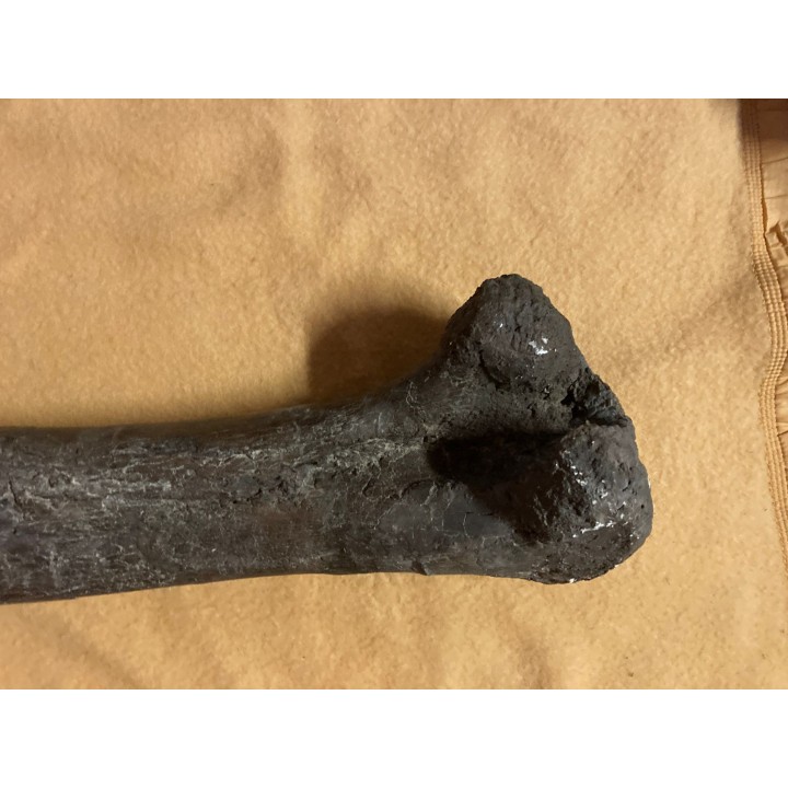 dinosaur  femur: TRICERATOPS HORRIDUS - Hell Creek  Fmt - upper cretaceous - Dawson County, Montana - USA