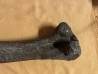 dinosaur  femur: TRICERATOPS HORRIDUS - Hell Creek  Fmt - upper cretaceous - Dawson County, Montana - USA