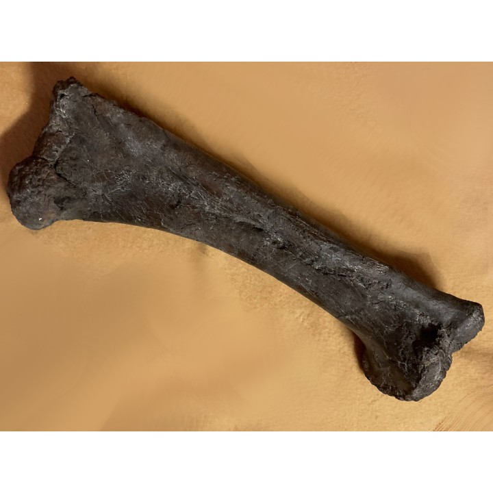 dinosaur  femur: TRICERATOPS HORRIDUS - Hell Creek  Fmt - upper cretaceous - Dawson County, Montana - USA