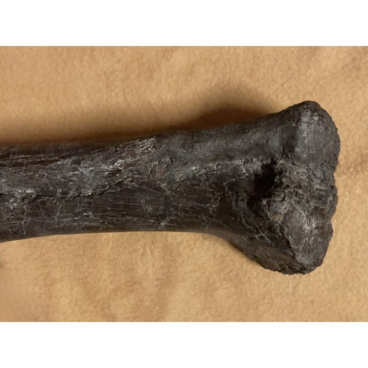 dinosaur  femur: TRICERATOPS HORRIDUS - Hell Creek  Fmt - upper cretaceous - Dawson County, Montana - USA