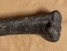 dinosaure: femur de TRICERATOPS HORRIDUS Hell Creek Formation crétacé supérieur Dawson County, Montana - USA