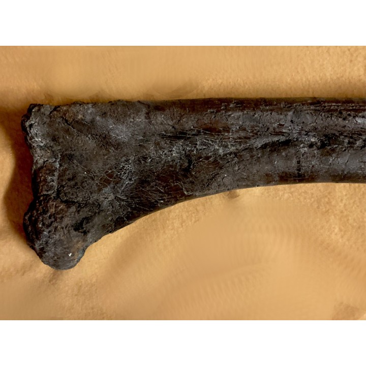 dinosaure:  femur de TRICERATOPS HORRIDUS  Hell Creek  Formation  crétacé supérieur  Dawson County, Montana - USA