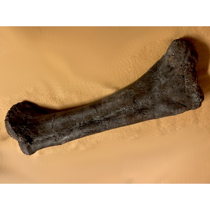 dinosaur  femur: TRICERATOPS HORRIDUS - Hell Creek  Fmt - upper cretaceous - Dawson County, Montana - USA