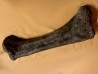 dinosaure: femur de TRICERATOPS HORRIDUS Hell Creek Formation crétacé supérieur Dawson County, Montana - USA