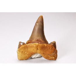 shark tooth Cretalamna appendiculata - Cenomanian (Texas)