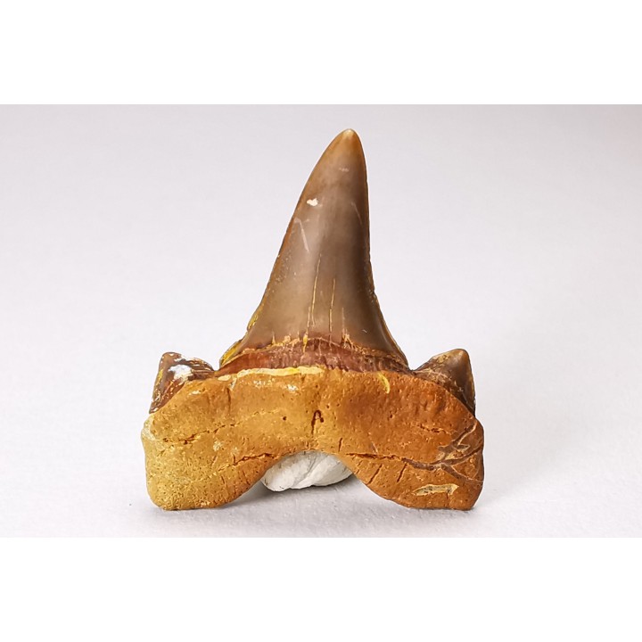 shark tooth Cretalamna appendiculata - Cenomanian (Texas)