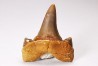 shark tooth Cretalamna appendiculata - Cenomanian (Texas)
