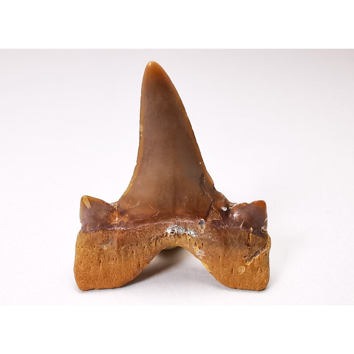 shark tooth Cretalamna appendiculata - Cenomanian (Texas)