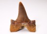 dent de requin Cretalamna appendiculata - Cénomanien (Texas)