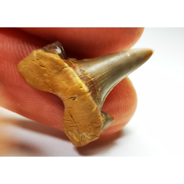 shark tooth Cretalamna appendiculata - Cenomanian (Texas)
